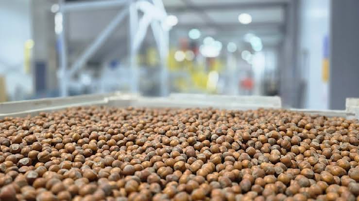 Avellana europea: ProChile destaca a Nefuen como un ejemplo de diversificación exportadora desde la Región de Los Lagos