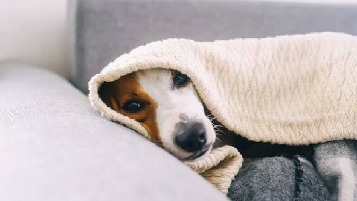 Frío pone en jaque a las mascotas mayores: Hasta 80% de los perros senior sufre problemas articulares