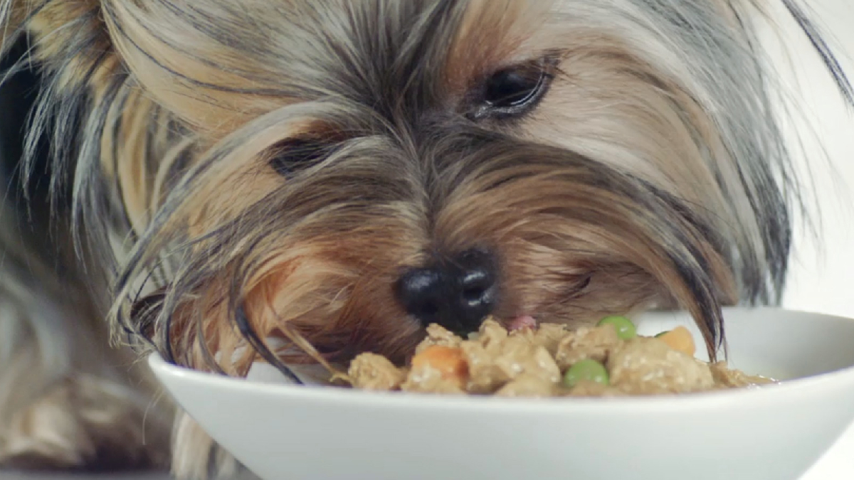 Conoce por qué el alimento húmedo es bueno para las mascotas