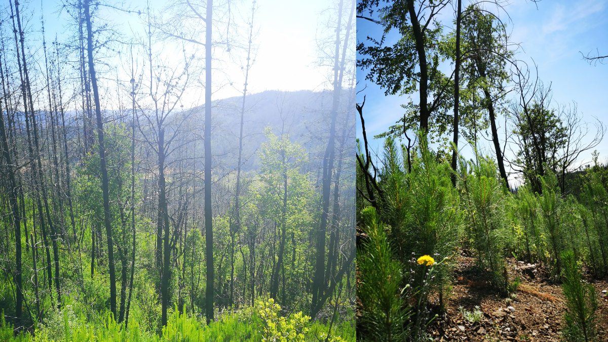 El fuego abre paso a los pinos invasores: la silenciosa amenaza que acecha a los bosques de ruil