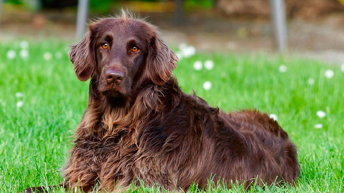Nueva fórmula chilena para perros incorpora uno de los antioxidantes más potentes del mundo