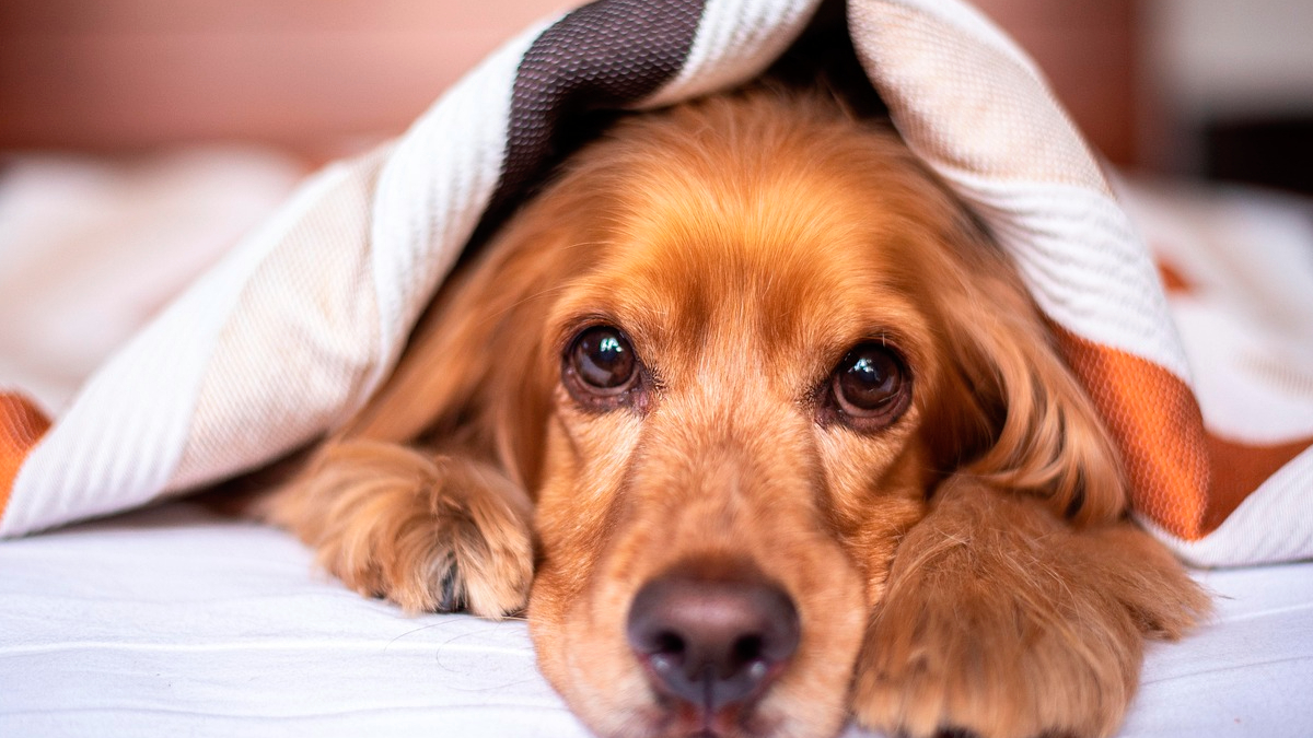 Claves para reconocer los síntomas de la artrosis canina con la llegada del invierno