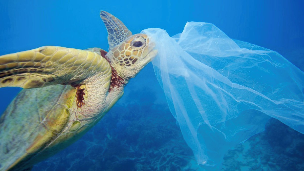 Día Sin Bolsas Plásticas: WWF Chile llama a seguir avanzando en reducir la contaminación por plásticos