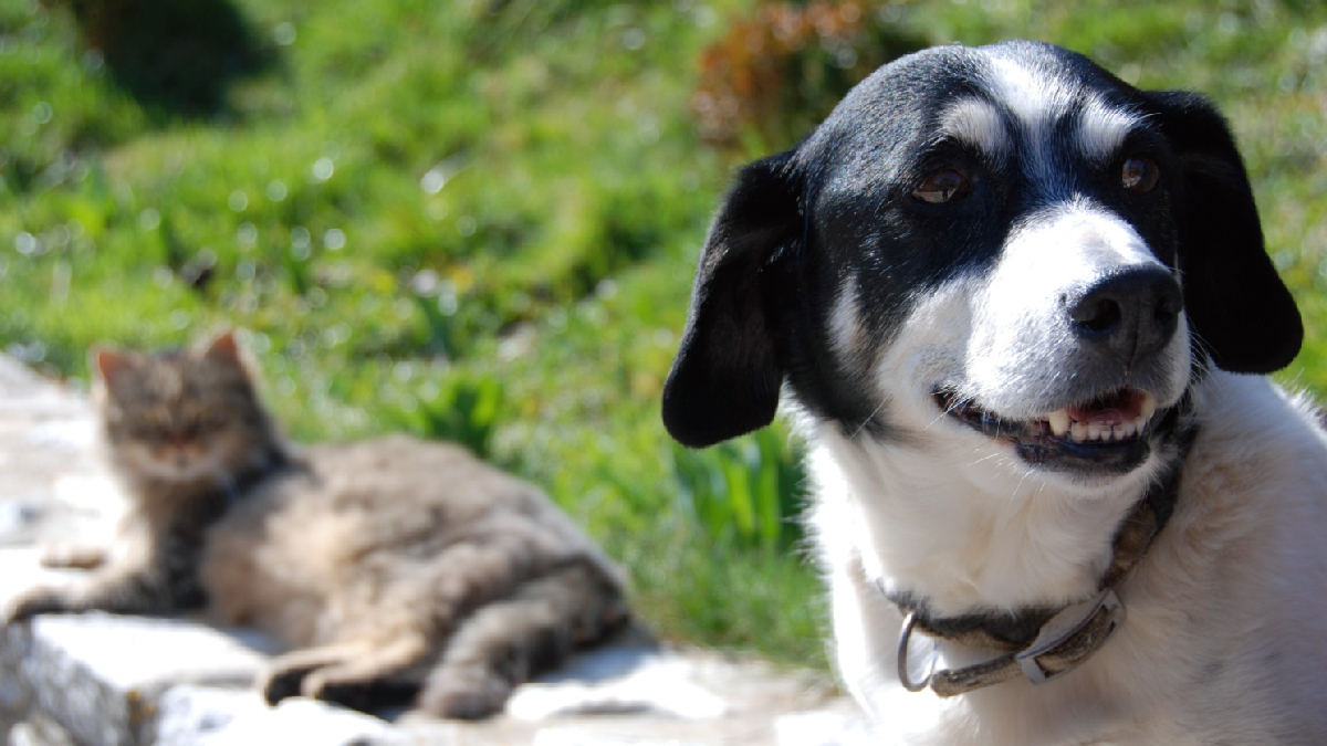 7 tips para cuidar la salud de perros y gatos