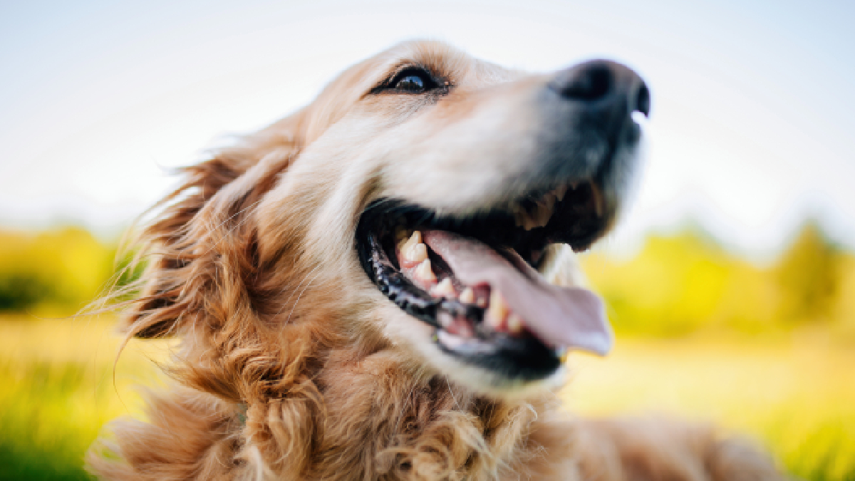 Terapias biológicas alivian el dolor por osteoartritis en perros y gatos