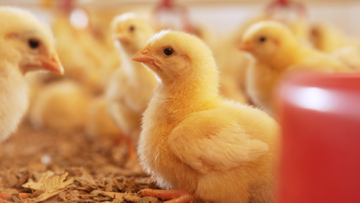 El 20% de la producción animal del mundo se pierde cada año por enfermedades que se pueden evitar