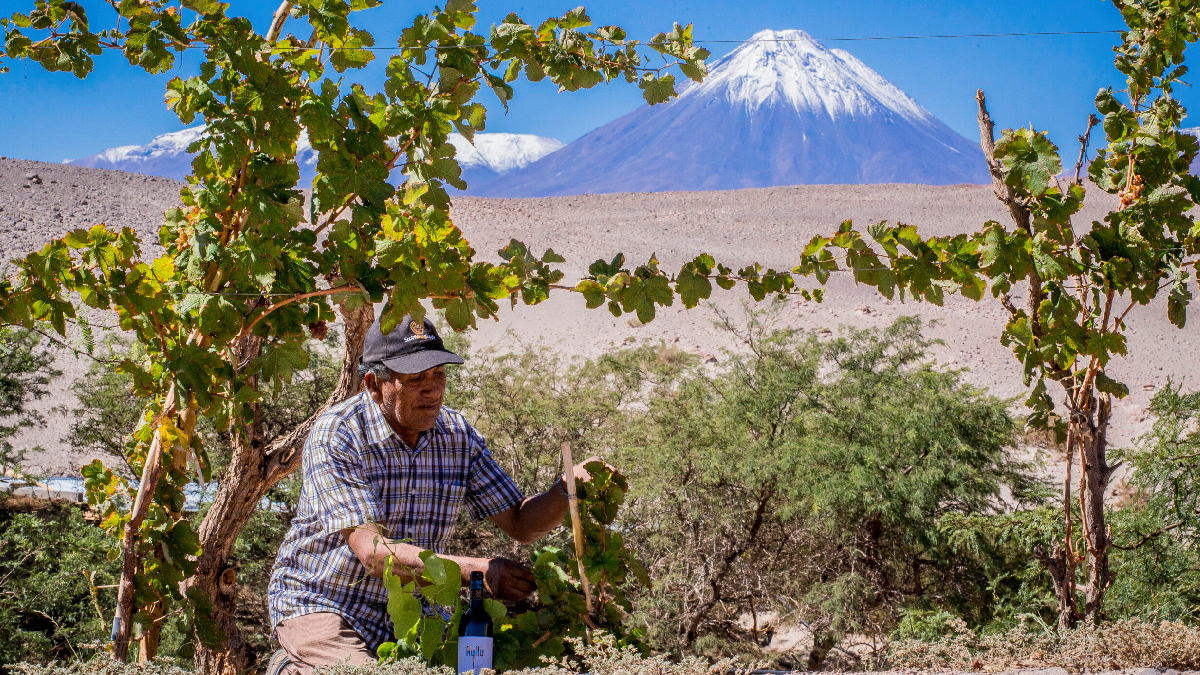 Innovación agrícola en zonas áridas: las tecnologías que están transformando el desierto de Atacama