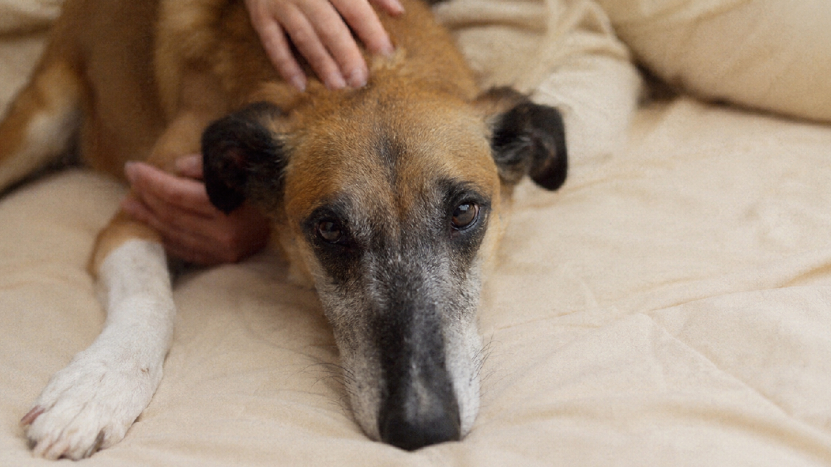 Picazón, mal olor y piel enrojecida: cómo reconocer problemas cutáneos en perros y gatos