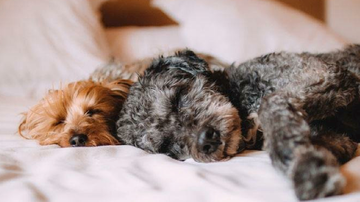 Guía de invierno: cómo cuidar la salud de tu perro en la temporada más fría del año