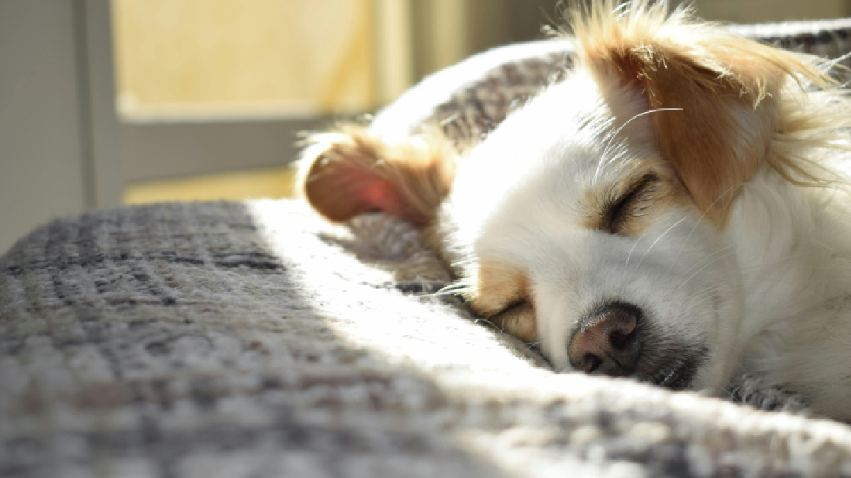 Miles de perros esperan una oportunidad: el llamado a adoptar en el Día Internacional del Perro Callejero