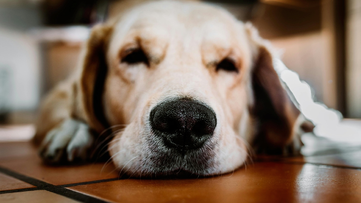 En el Día Mundial del Perro: Claves para su cuidado y tenencia responsable