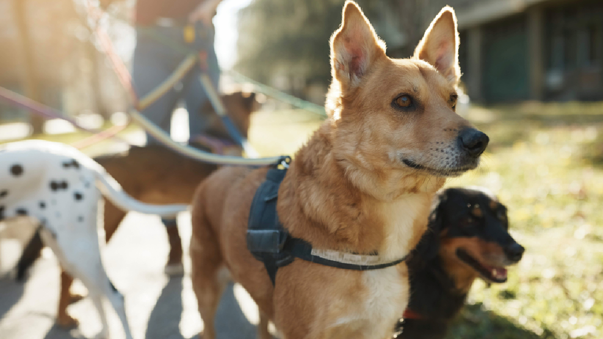 Día Mundial del Perro: cinco cuidados esenciales para proteger su salud y bienestar