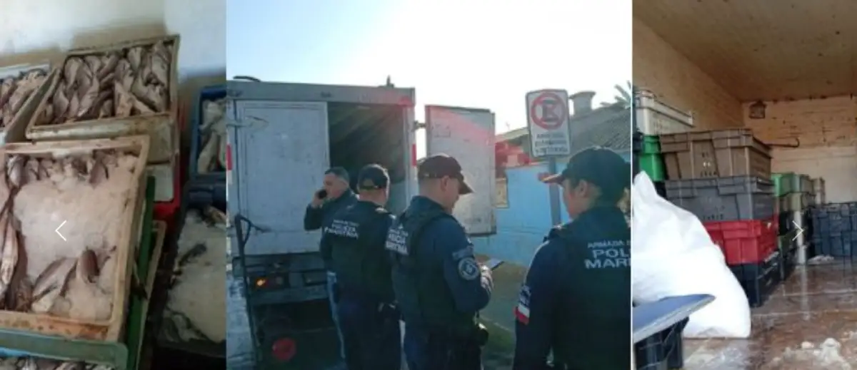 Coquimbo: Sernapesca y Policía Marítima incautan 2 toneladas de pescados "sin papeles"