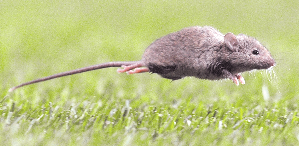 MInsal declara Alerta Sanitaria por primera vez desde Atacama hasta Magallanes por Hantavirus