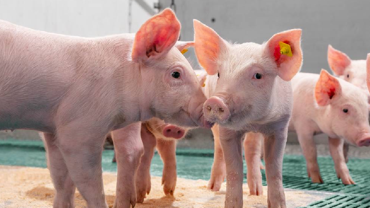 “Smart farming”: cómo la tecnología y la inteligencia artificial permiten anticipar riesgos y mejorar el bienestar animal