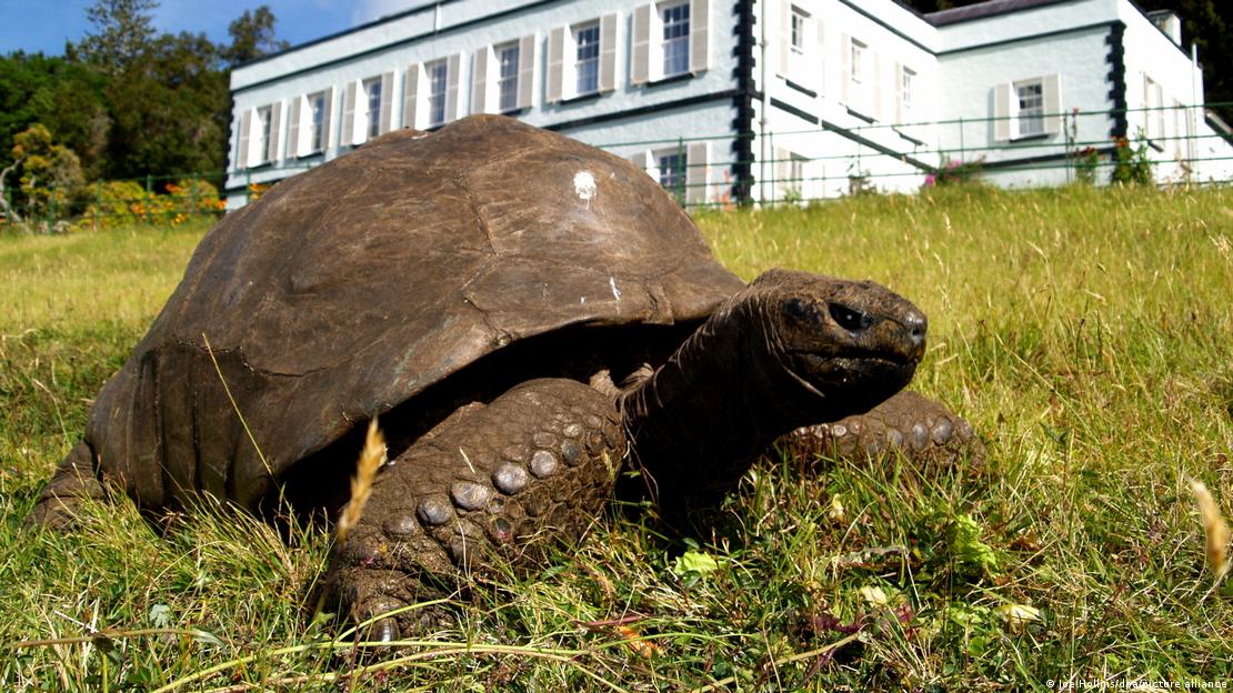 tortuga 1