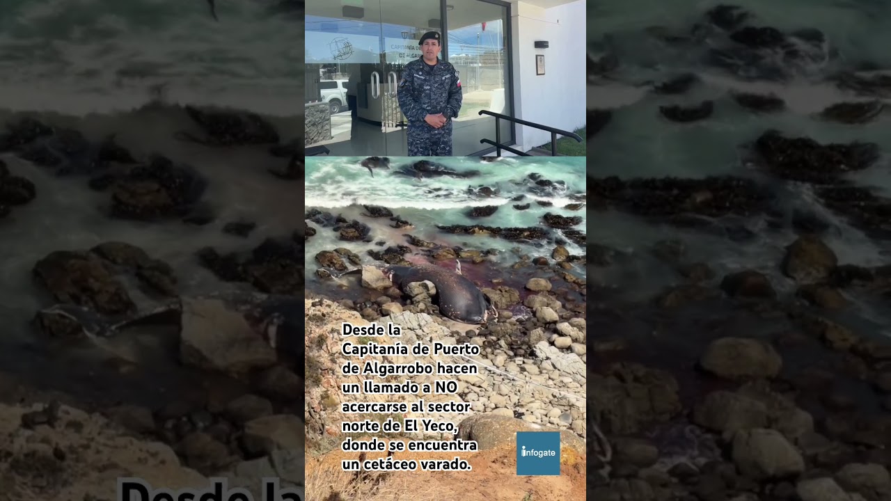 Desde la Capitanía de Puerto de Algarrobo hacen un llamado a no acercarse a ver cetáceo varado.